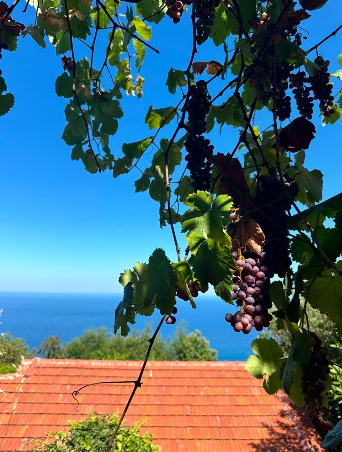 Om Living Pelion Áyios Dhimítrios Exterior foto